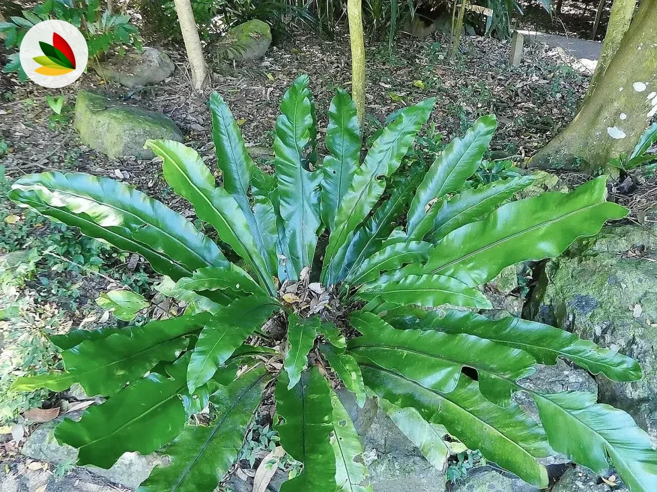 Helecho Asplenium