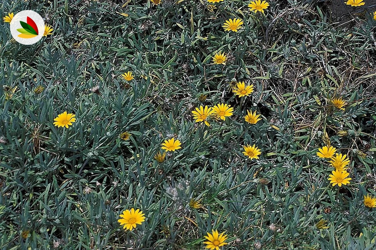 Gazania Gris