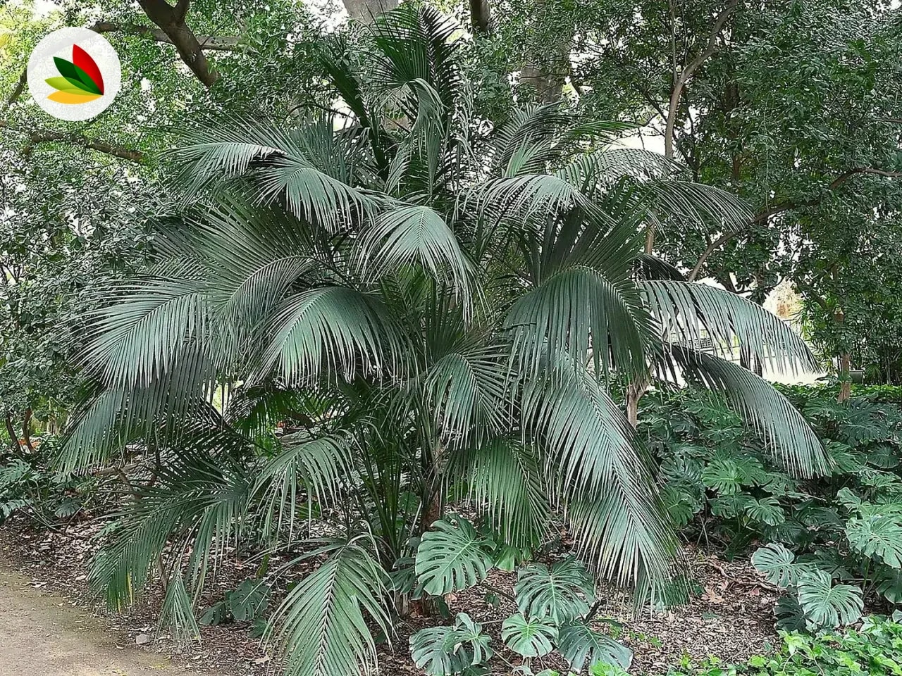 Kentia