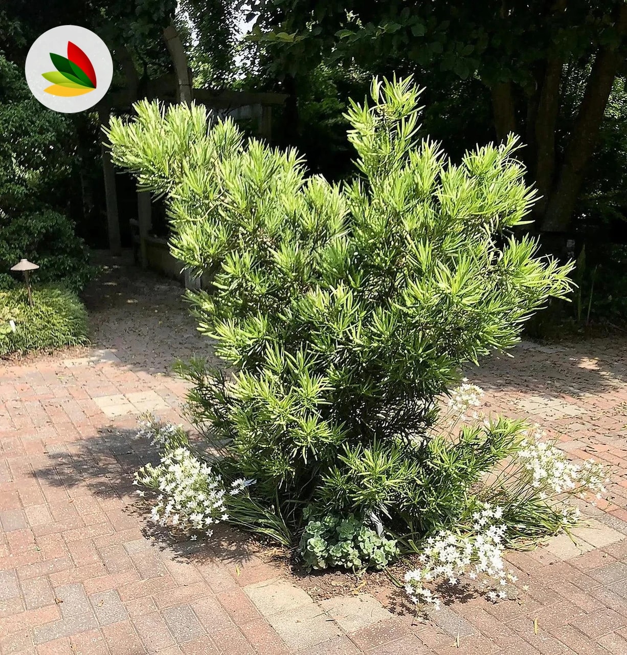 Podocarpus