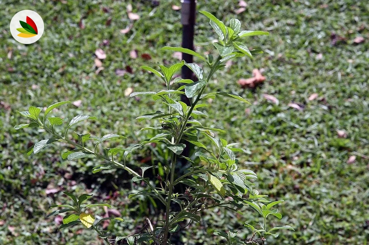 Streptosoalen