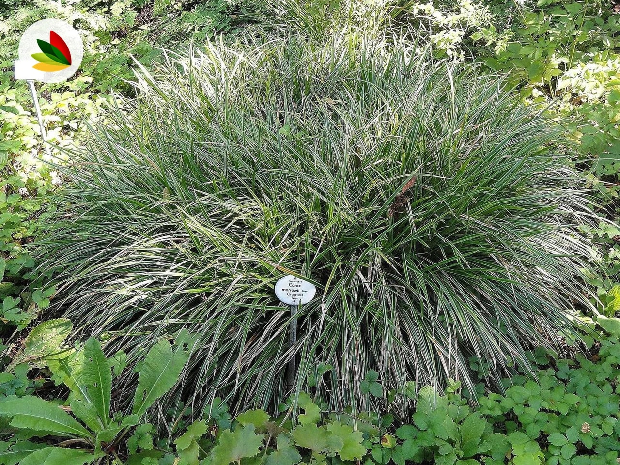 Carex Marrowii