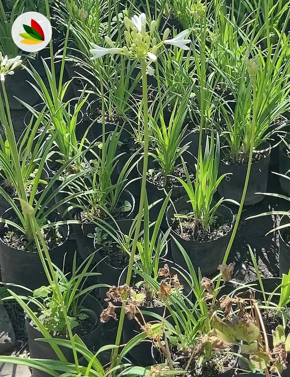 Agapanthus Africanus Nanna