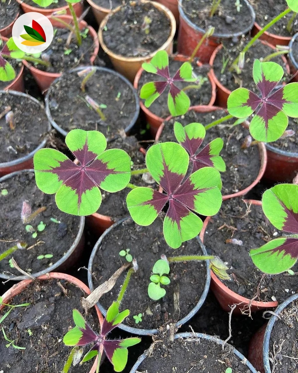 Oxalis De 4 Hojas