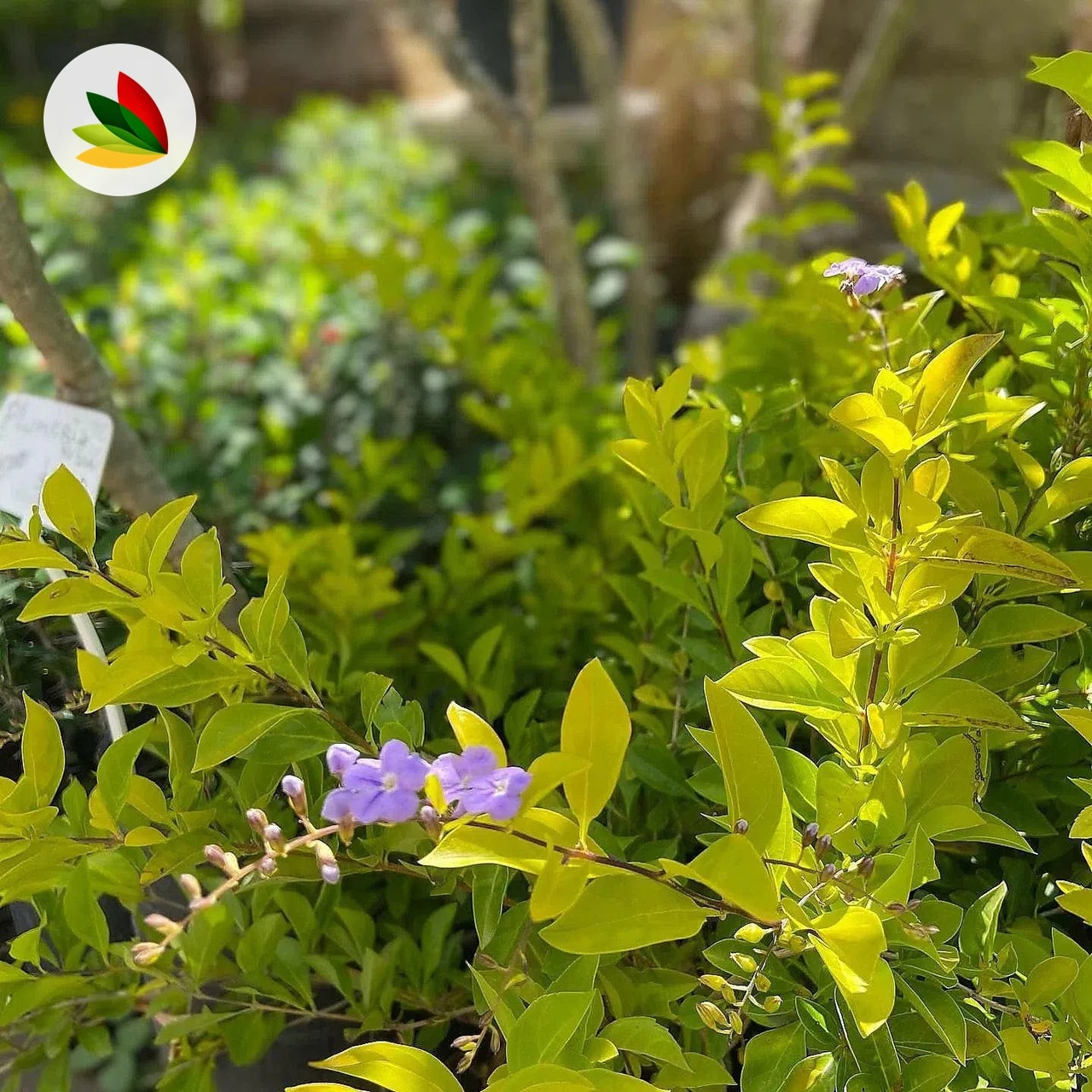 Duranta Aurea