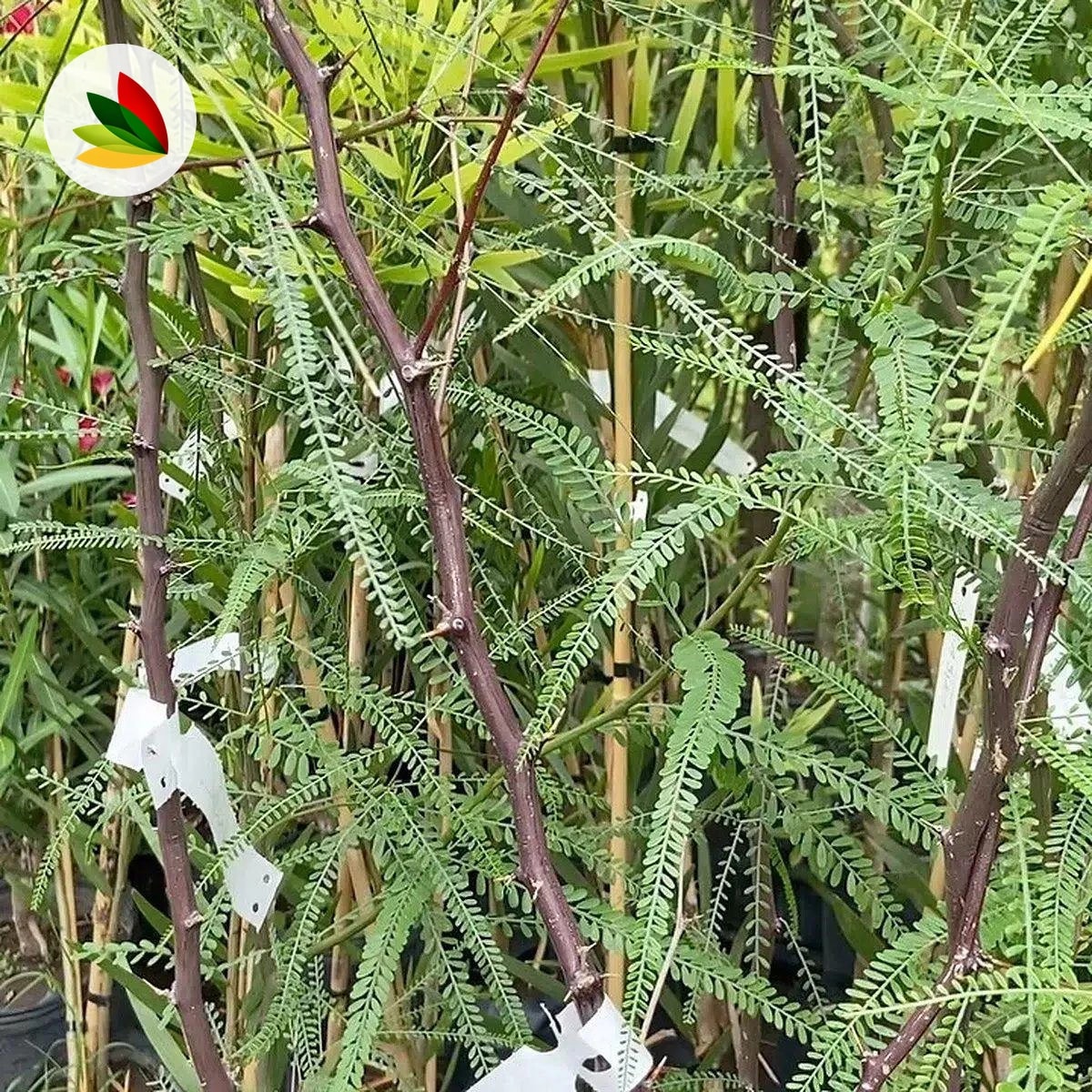 Cina-Cina Parkinsoniana