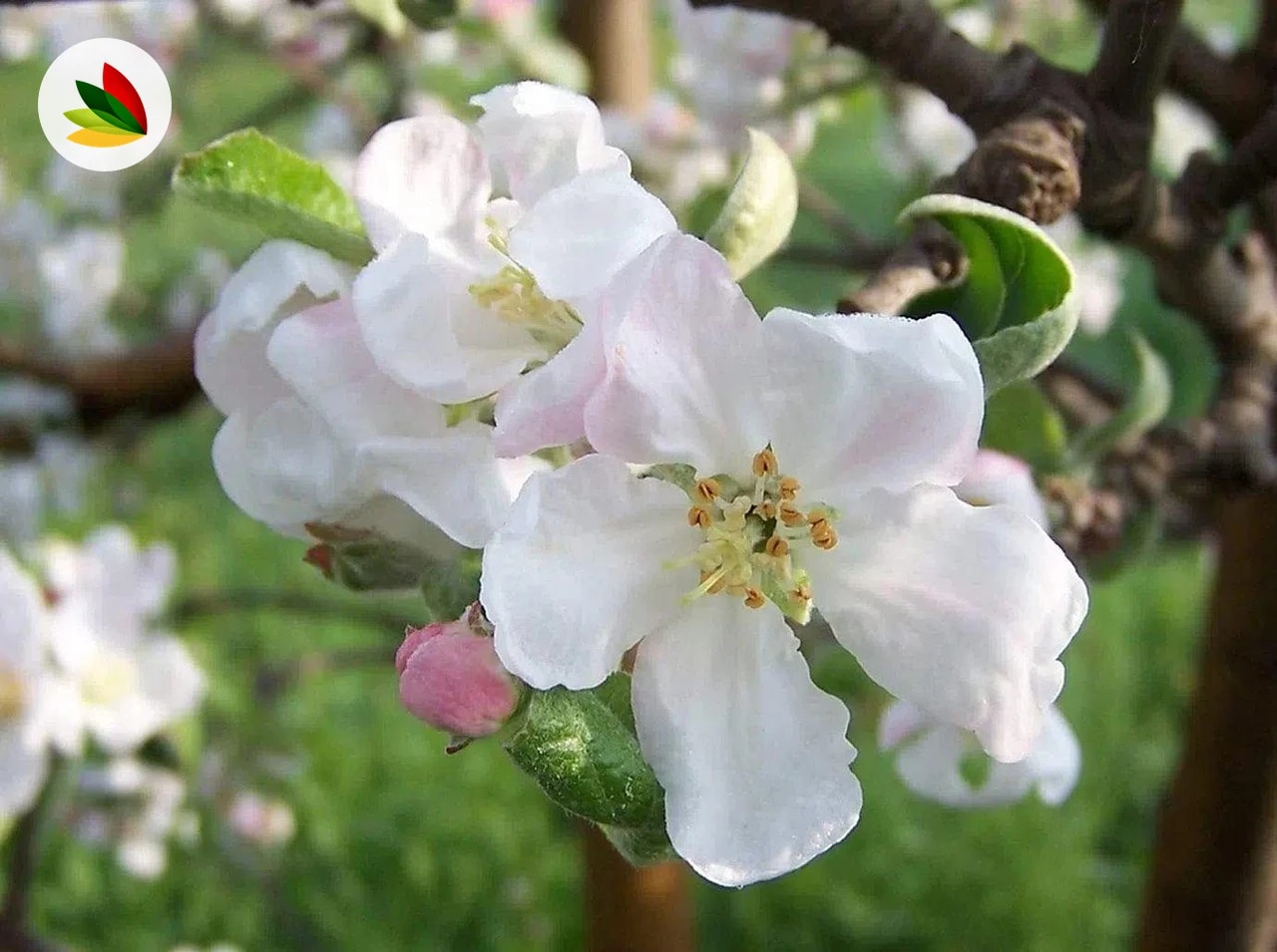 Manzana Enana
