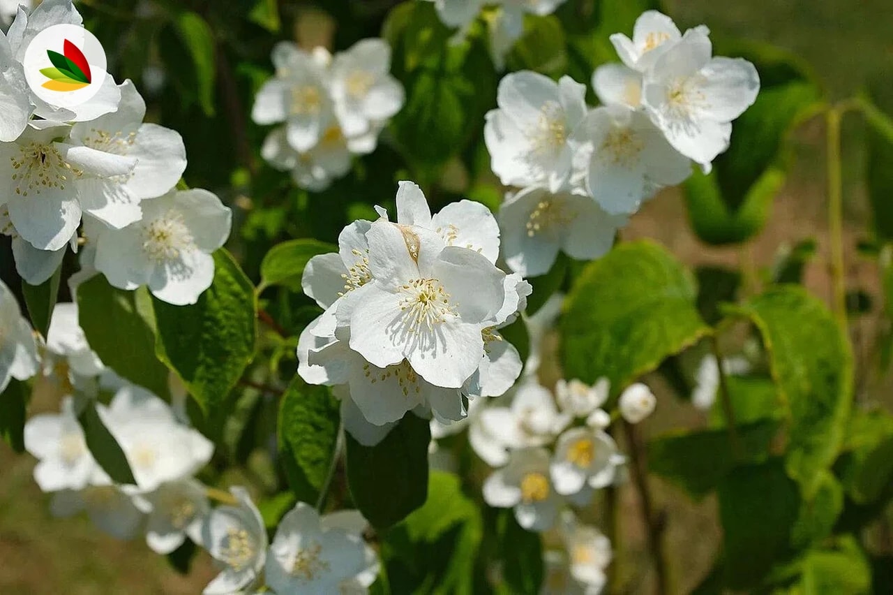Philadelphius Grandif Flor De Angel