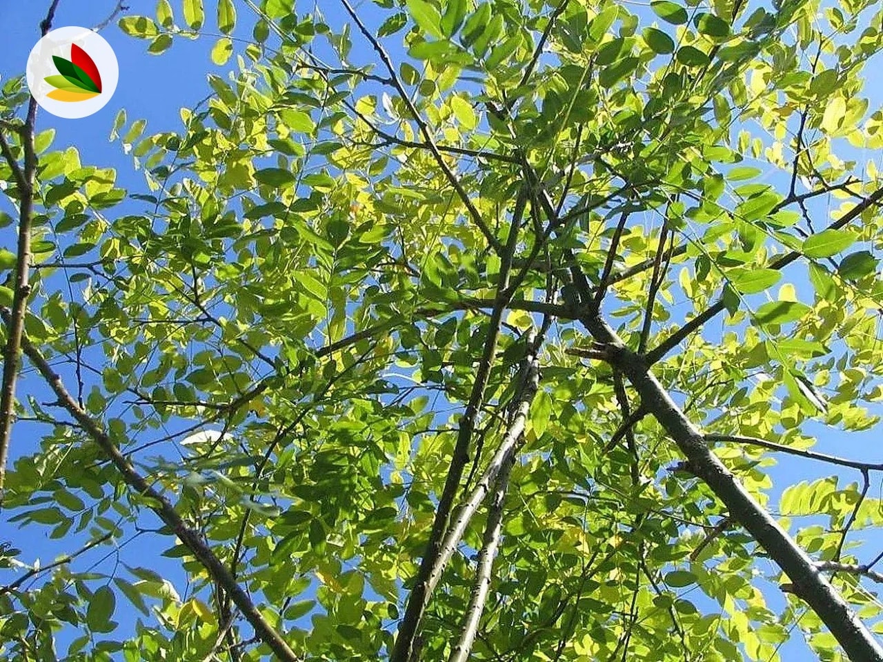 Sophora Japonica