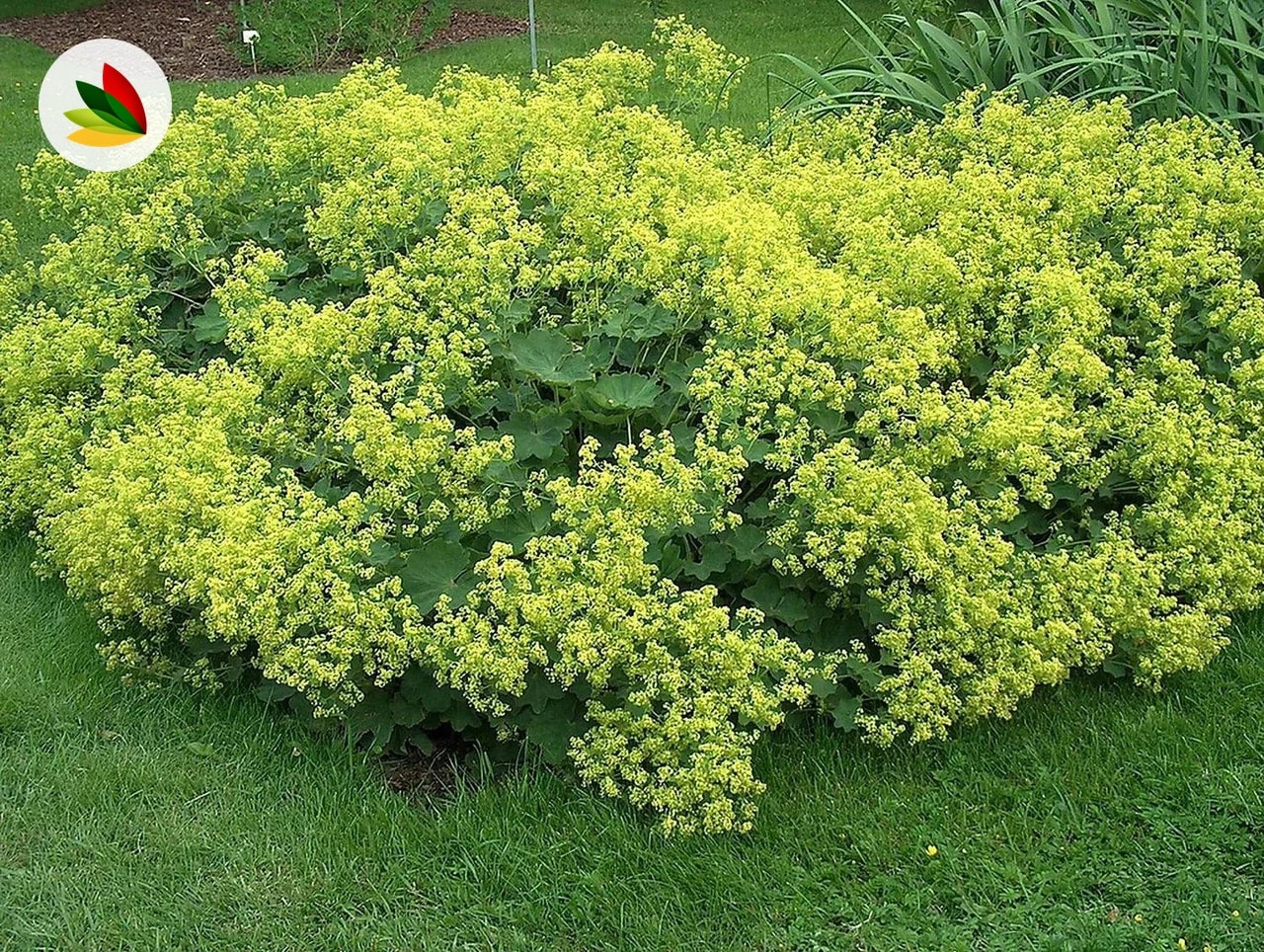 Alchemilla