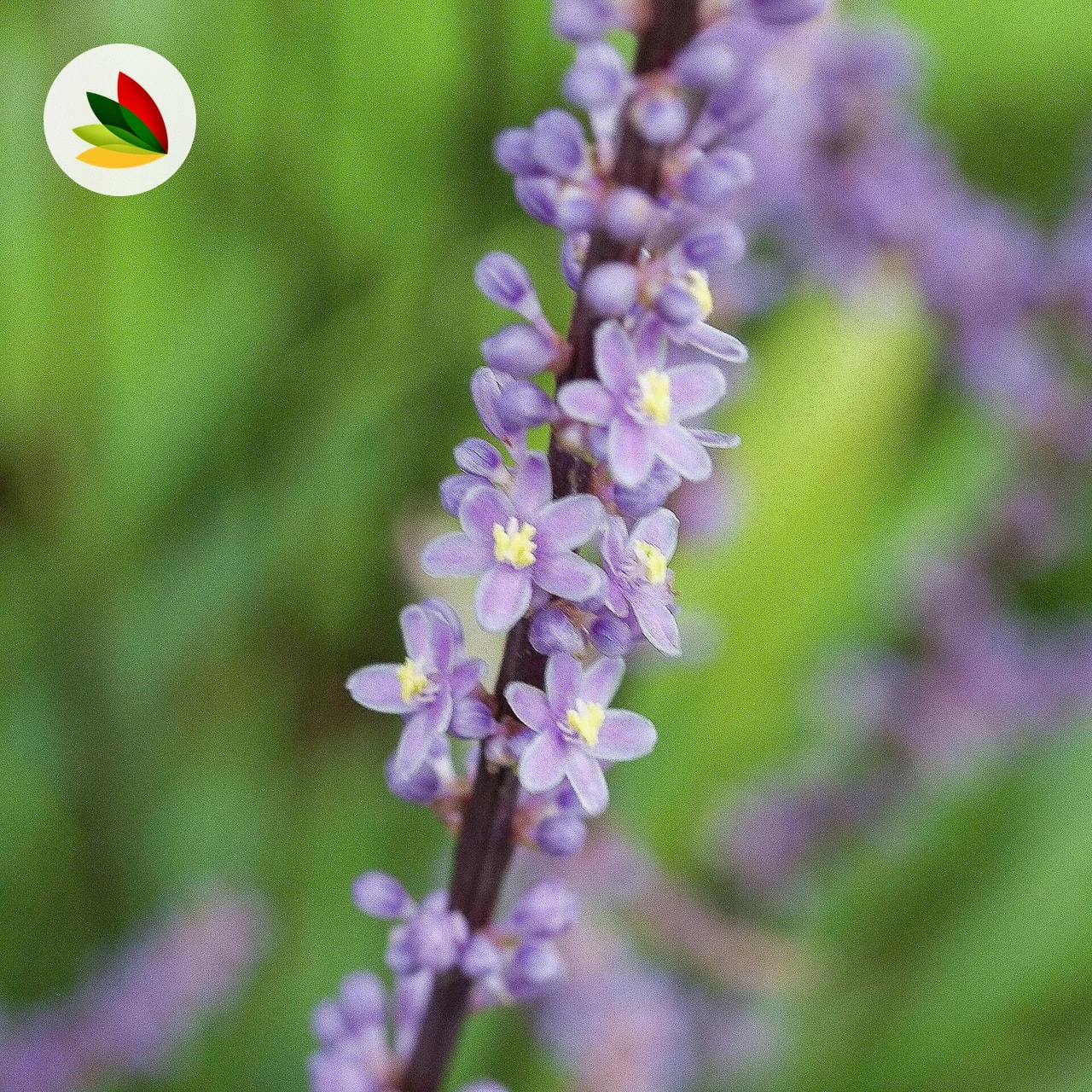 Liriope Muscari