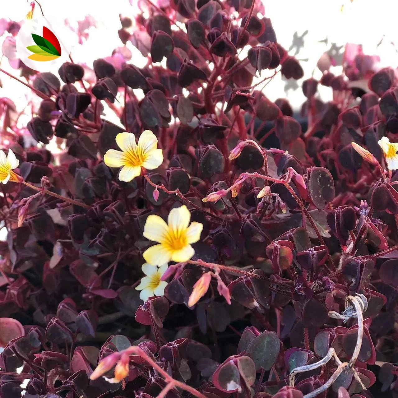Oxalis Amarillo Trebol