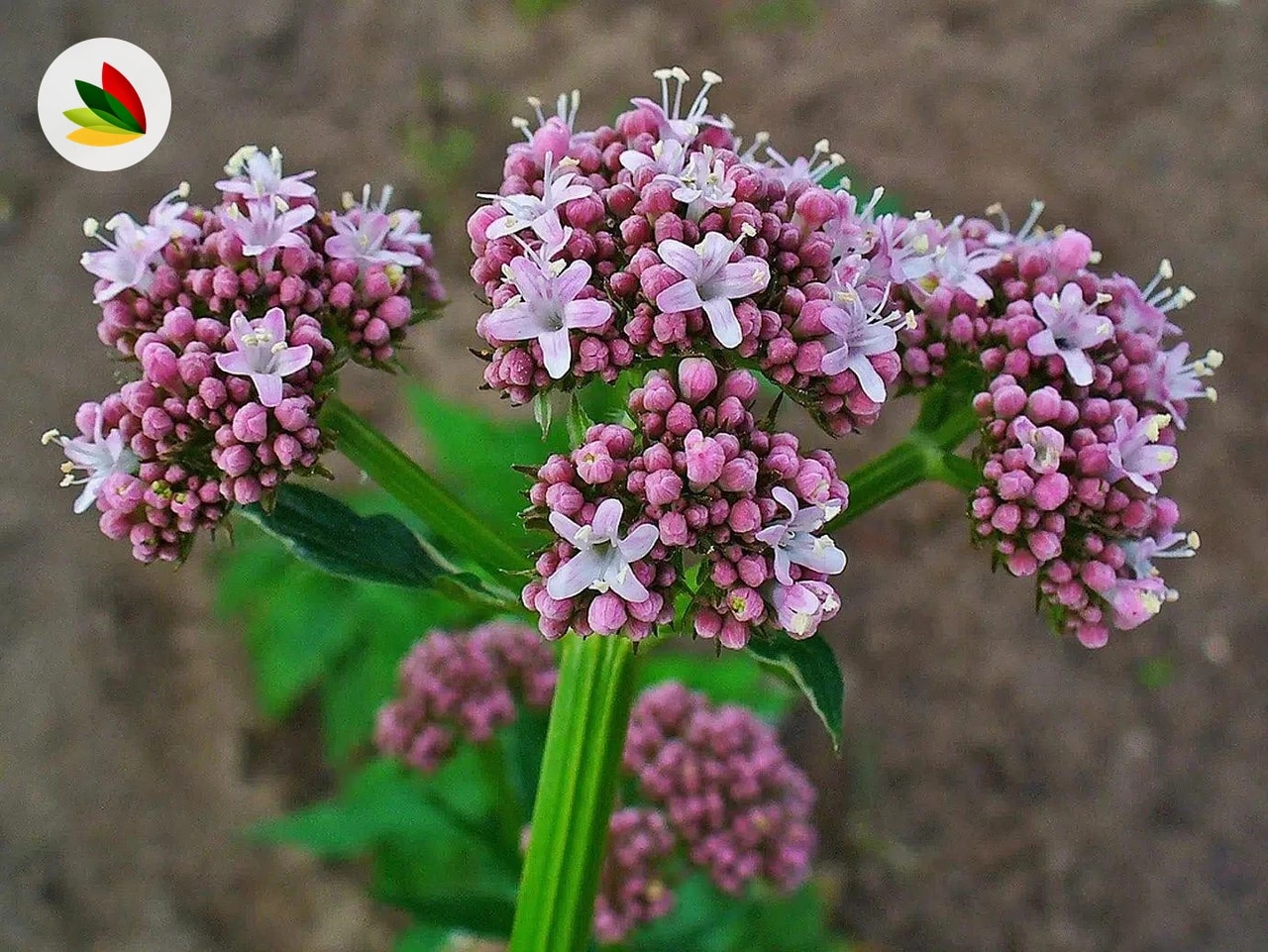 Valeriana Oficionalis