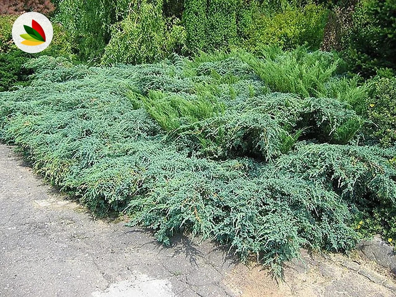 Juniperus Pfitzeriana