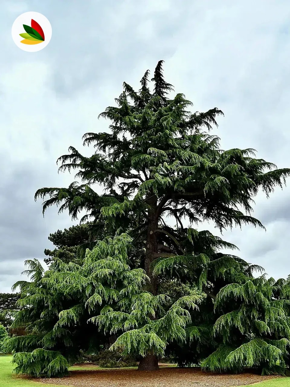 Cedro Deodara