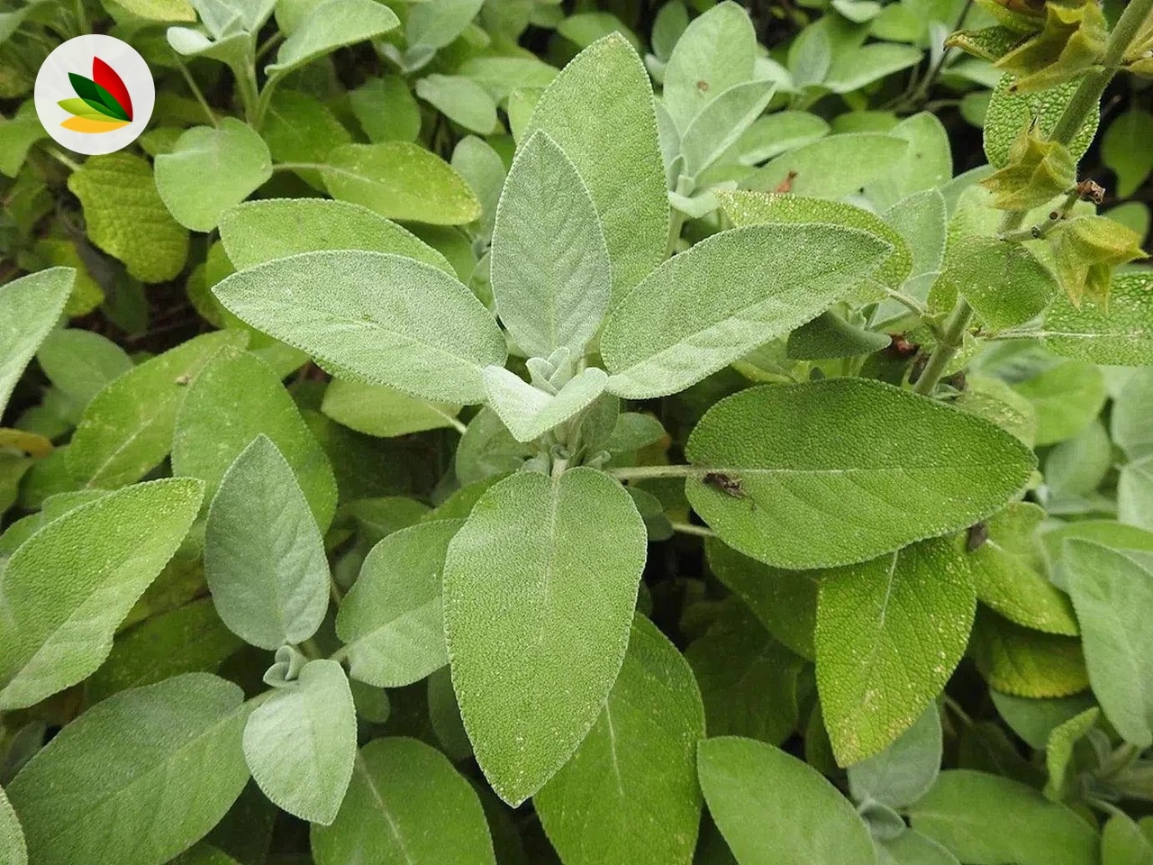 Salvia Aromatica