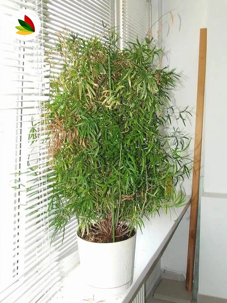 Asparagus Falcatum