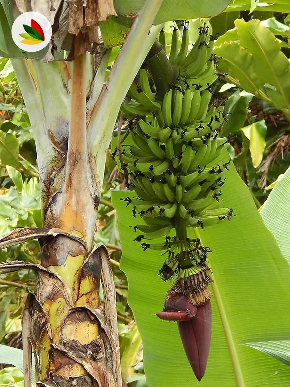 Bananero