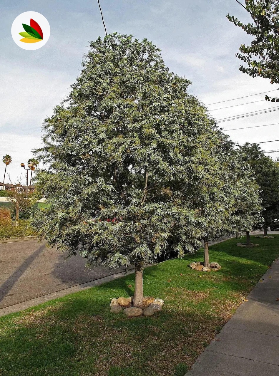 Acacia Baileyana