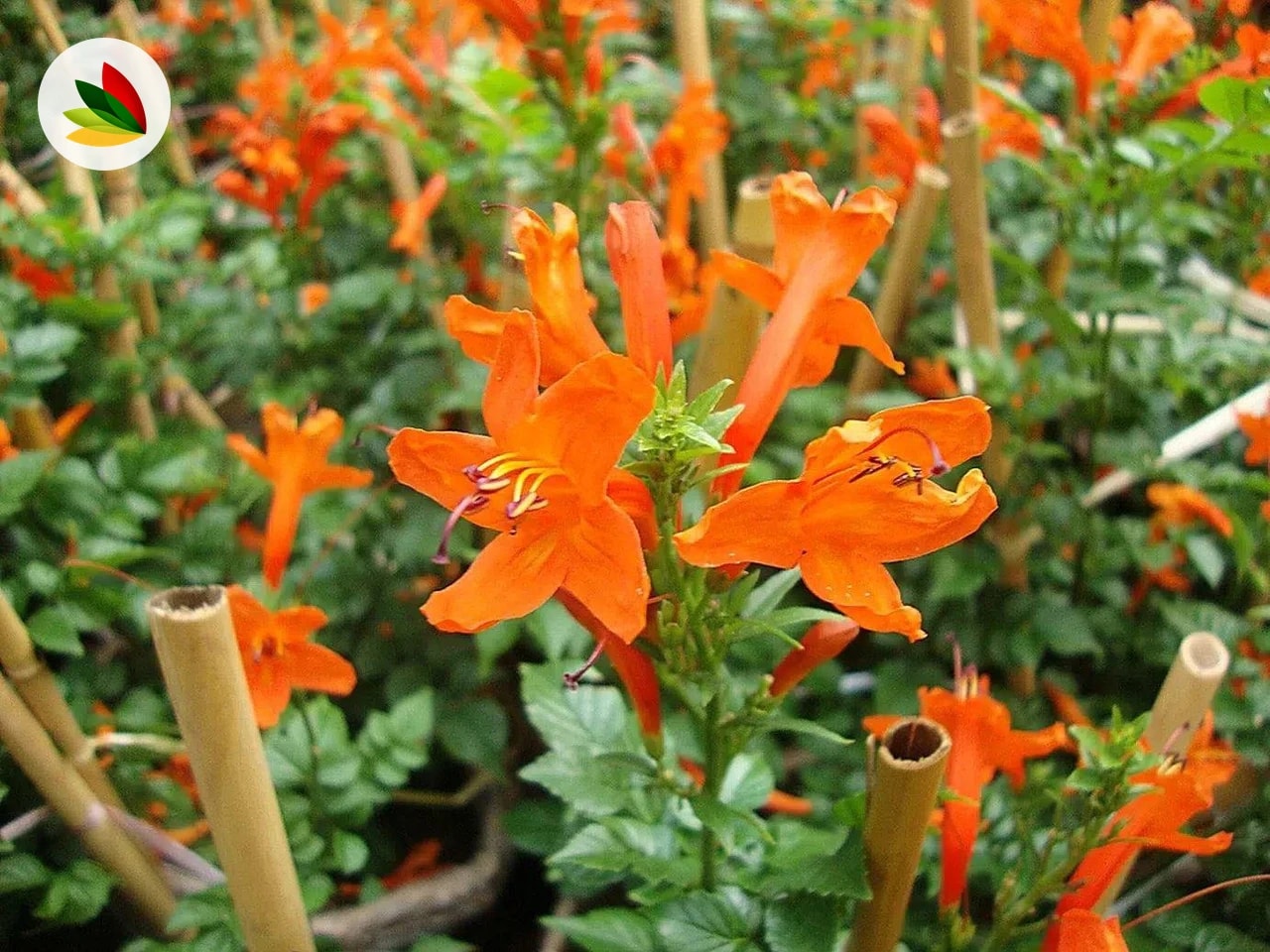 Bignonia Tecomaria Campensis