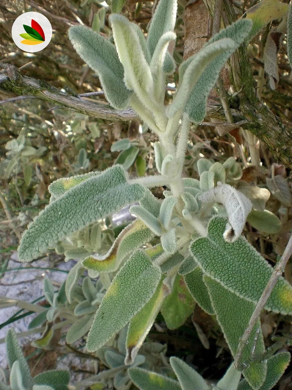 Phlomis Italica