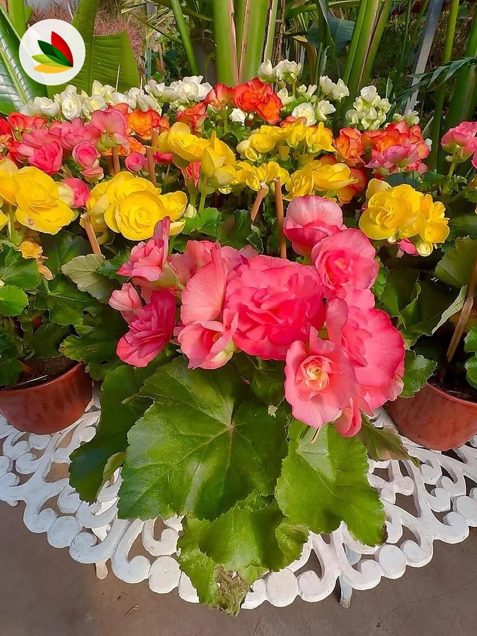 Begonia Elatior