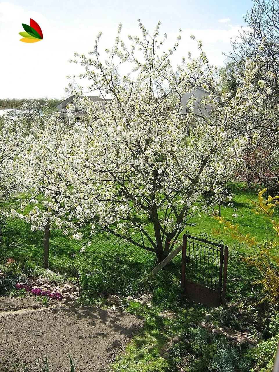 Cereza Fruta