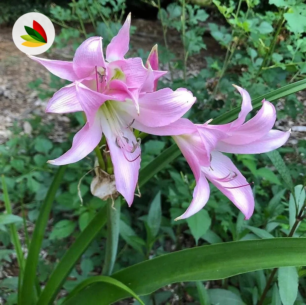 Crinum