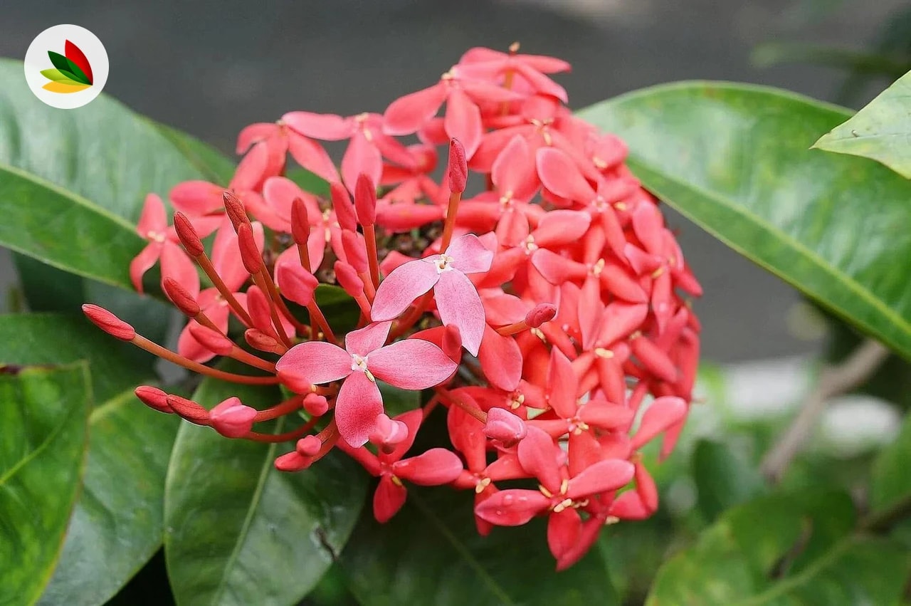 Ixora