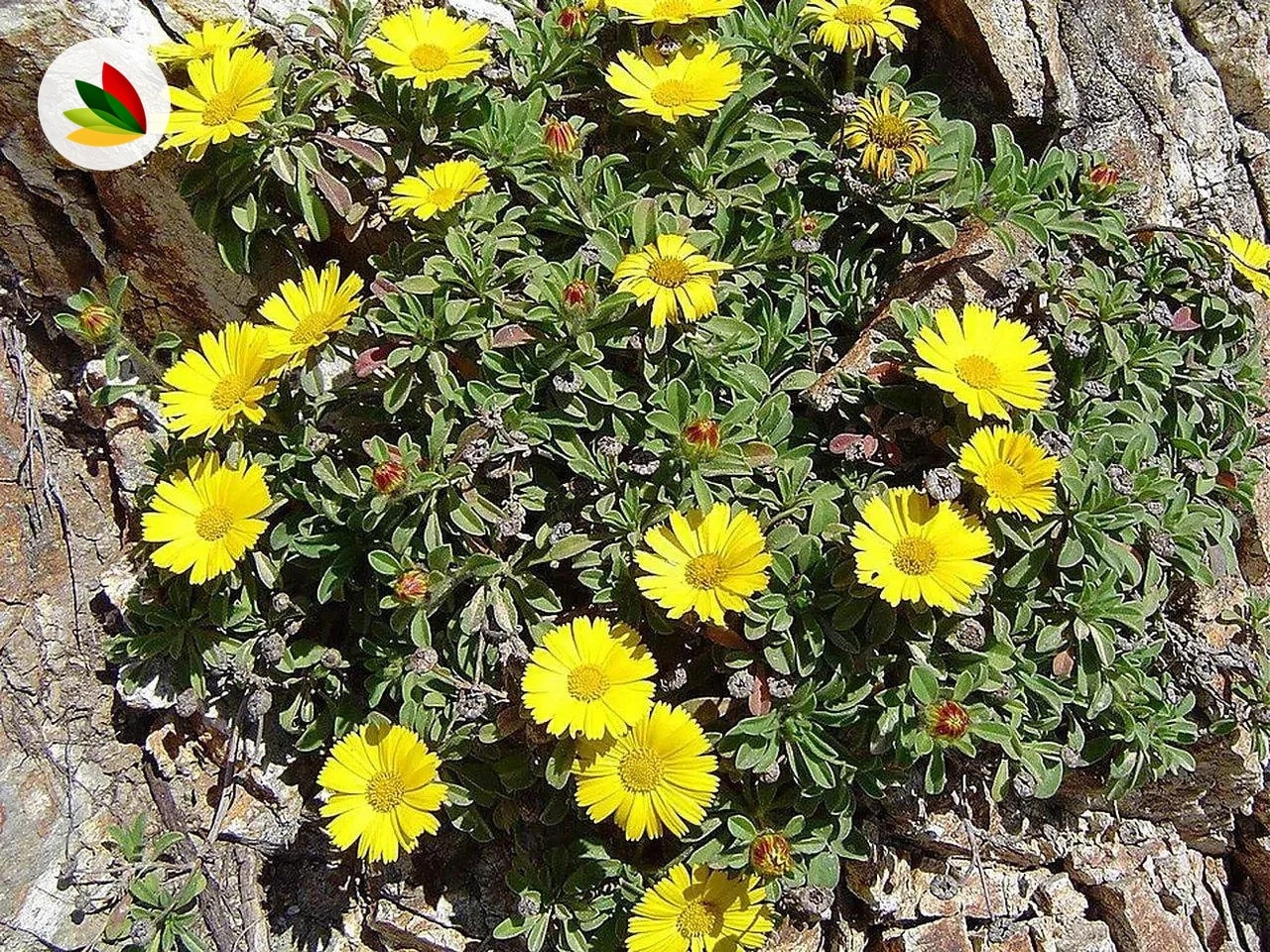 Asteriscus