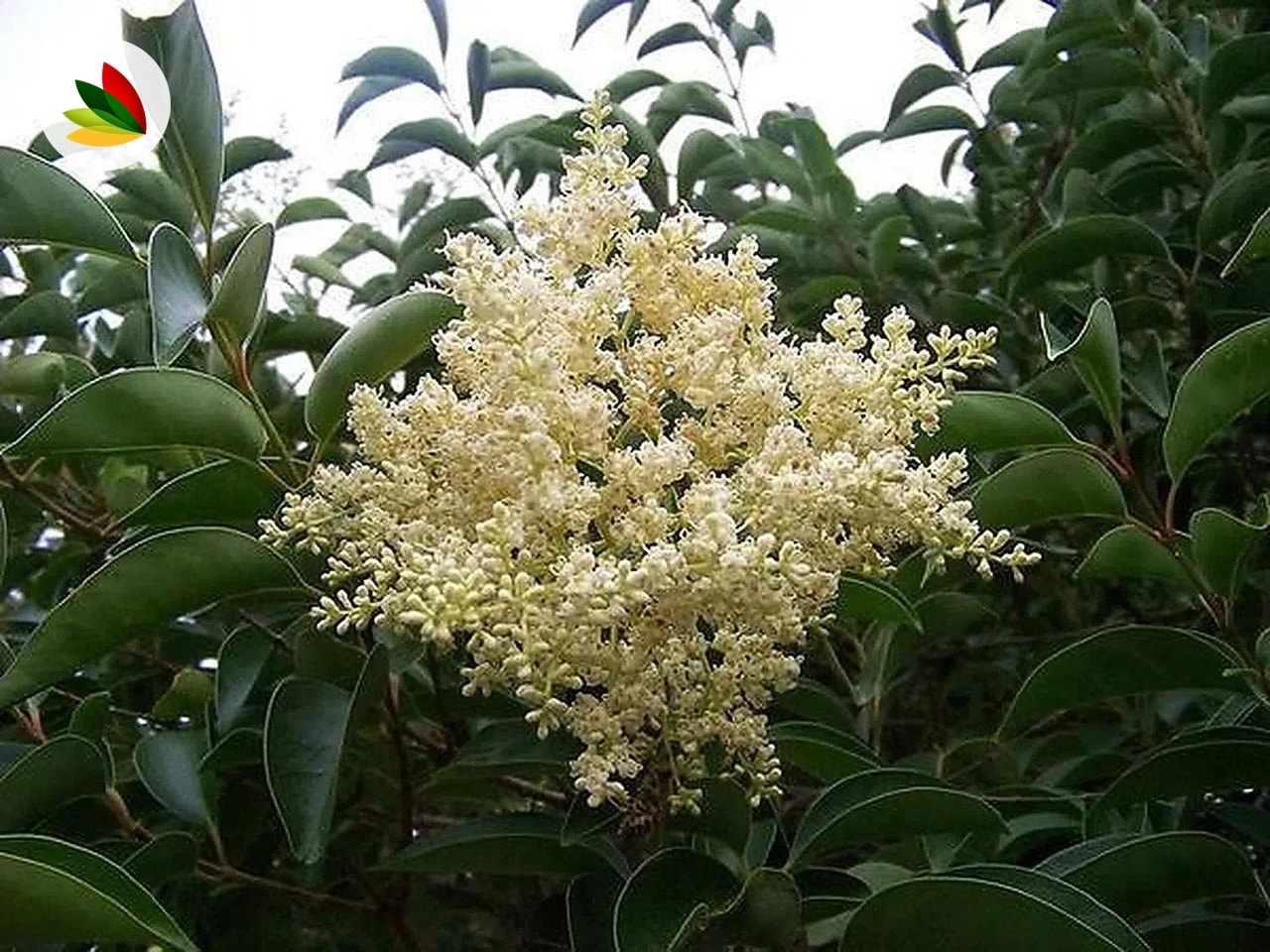 Ligustro Verde Arbusto