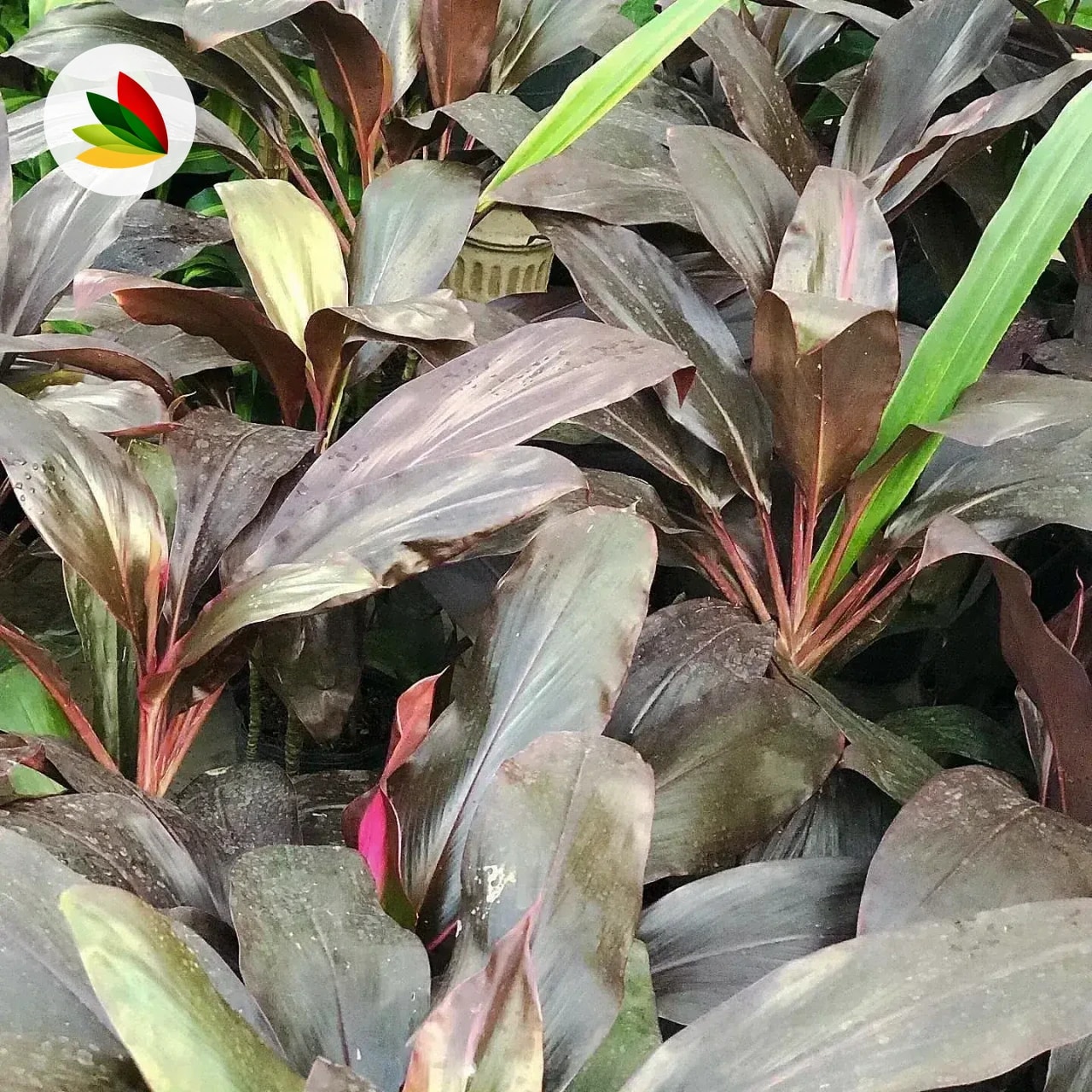 Dracena Rubra