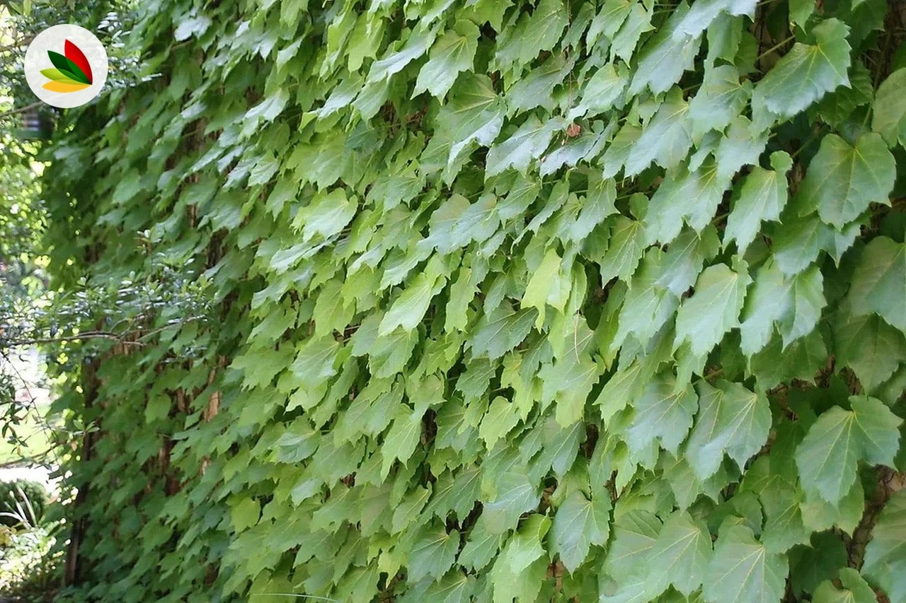 Ampelopsis