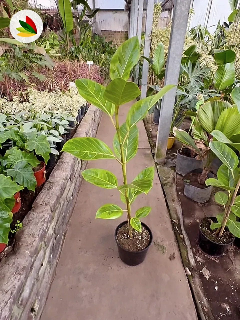 Ficus altissima