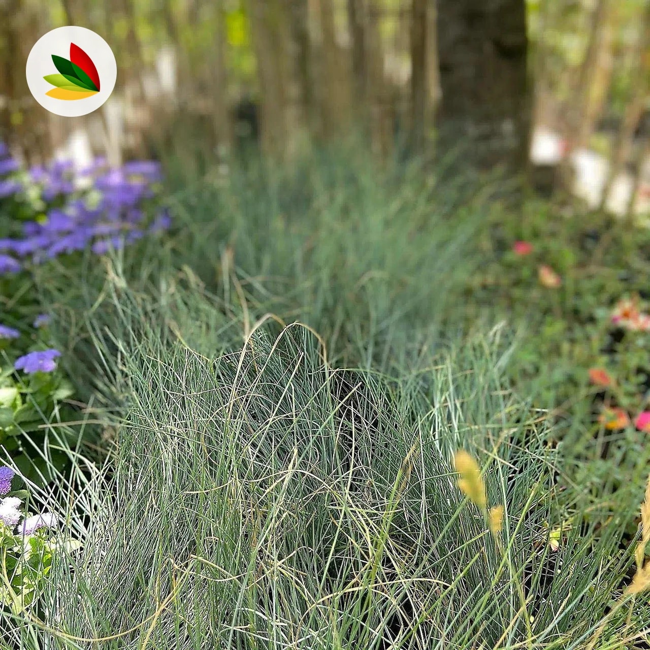 Festuca