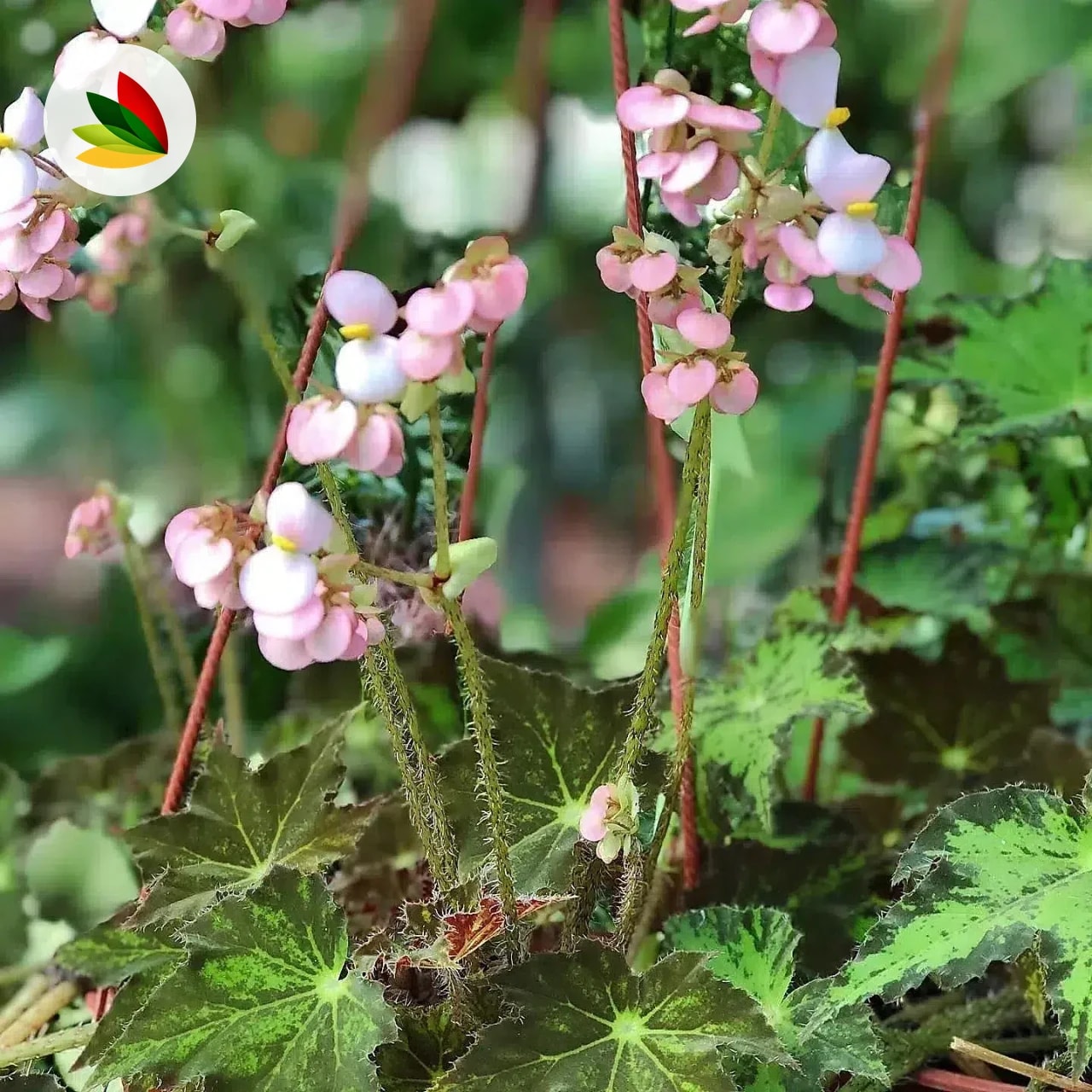 Begonia Cleopatra