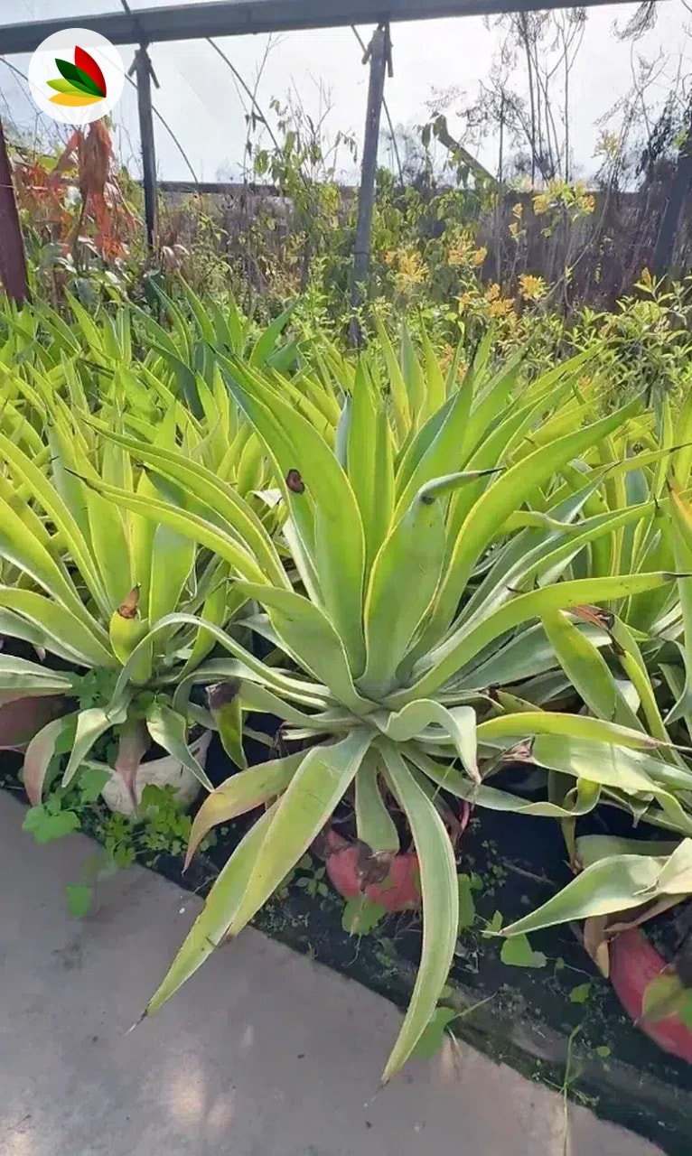 Agave Desmetiana variegata