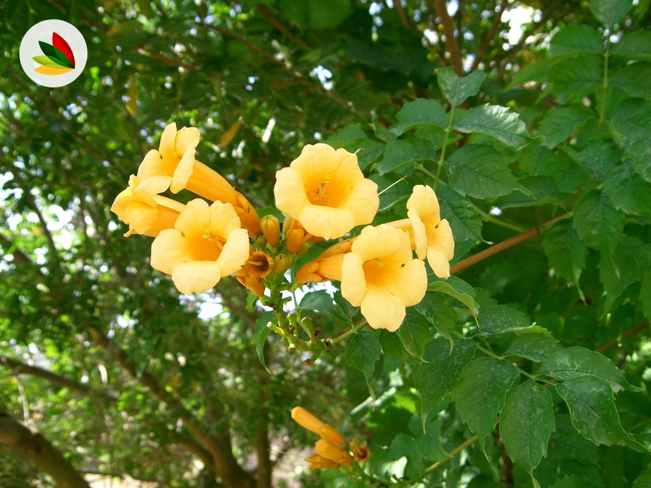 Bignonia Radicans