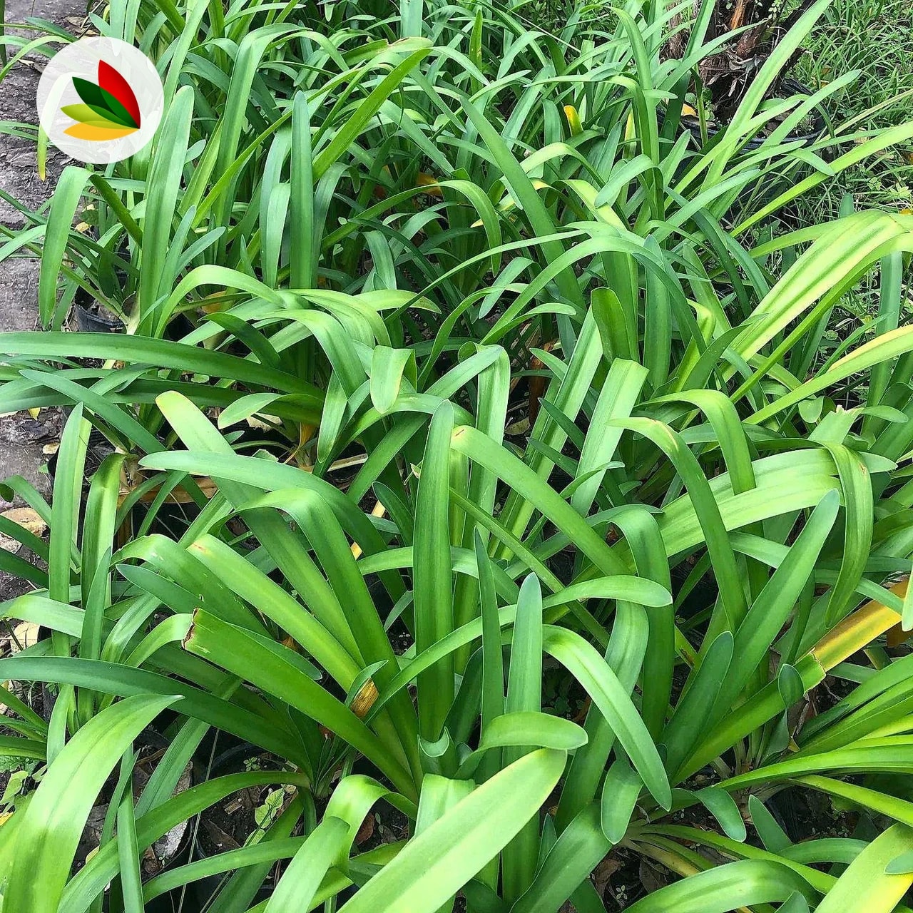 Agapanthus Africanus Blanco
