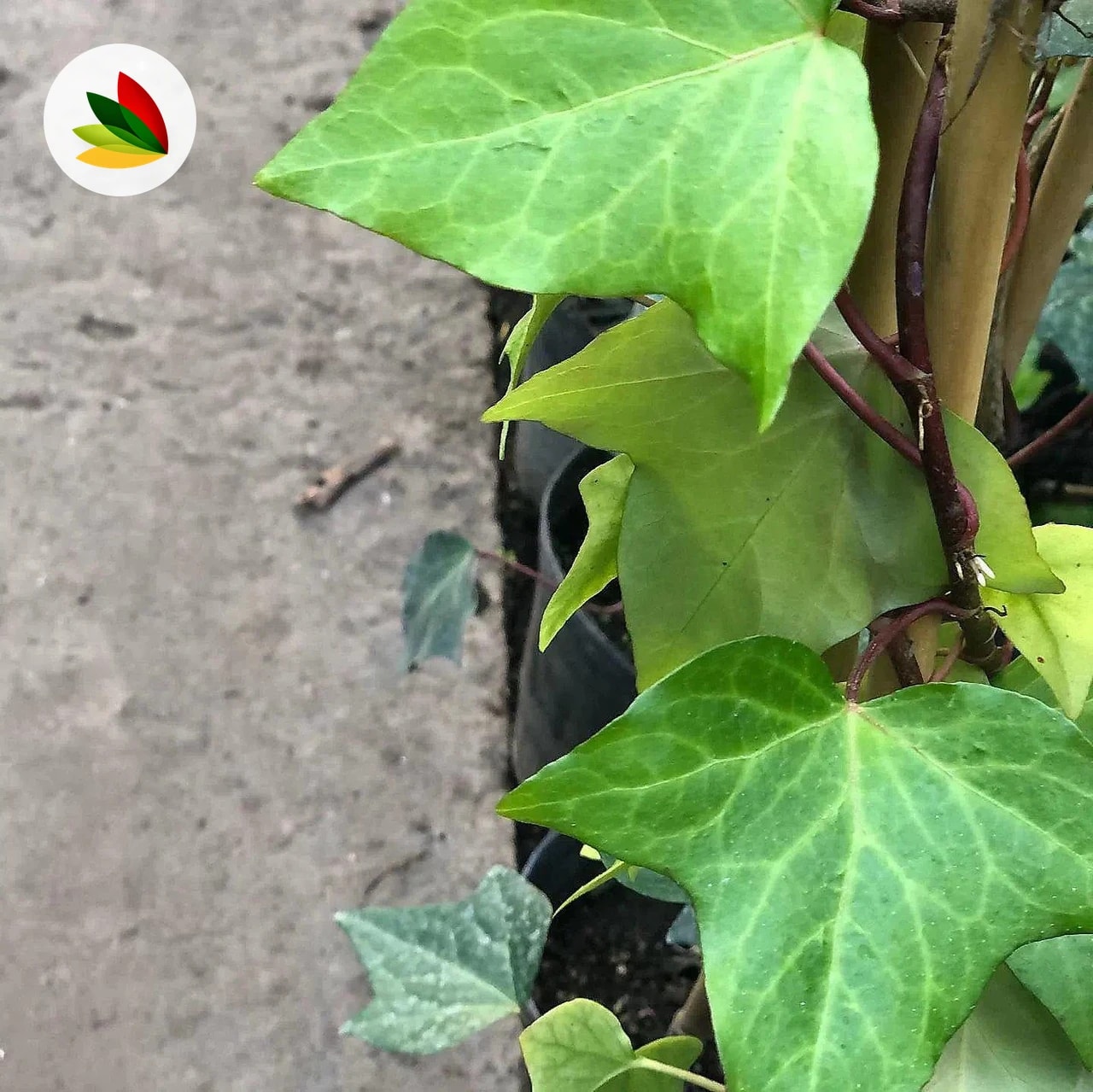 Hedera Disciplinado