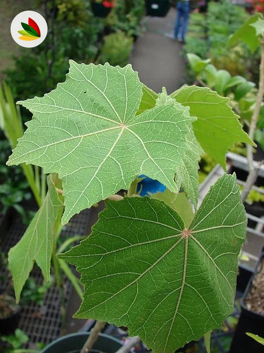 Hibiscus Mutabilis