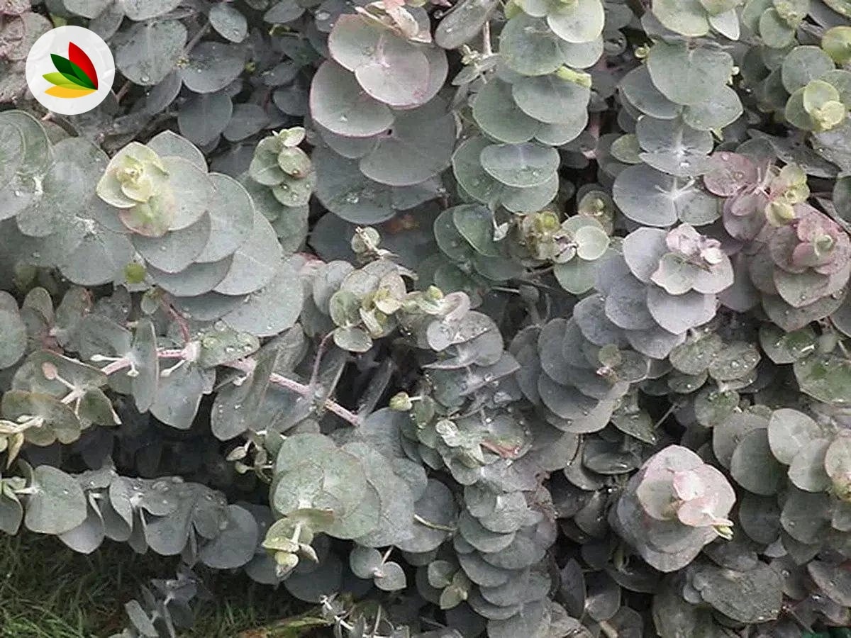 Eucaliptus Cinerea