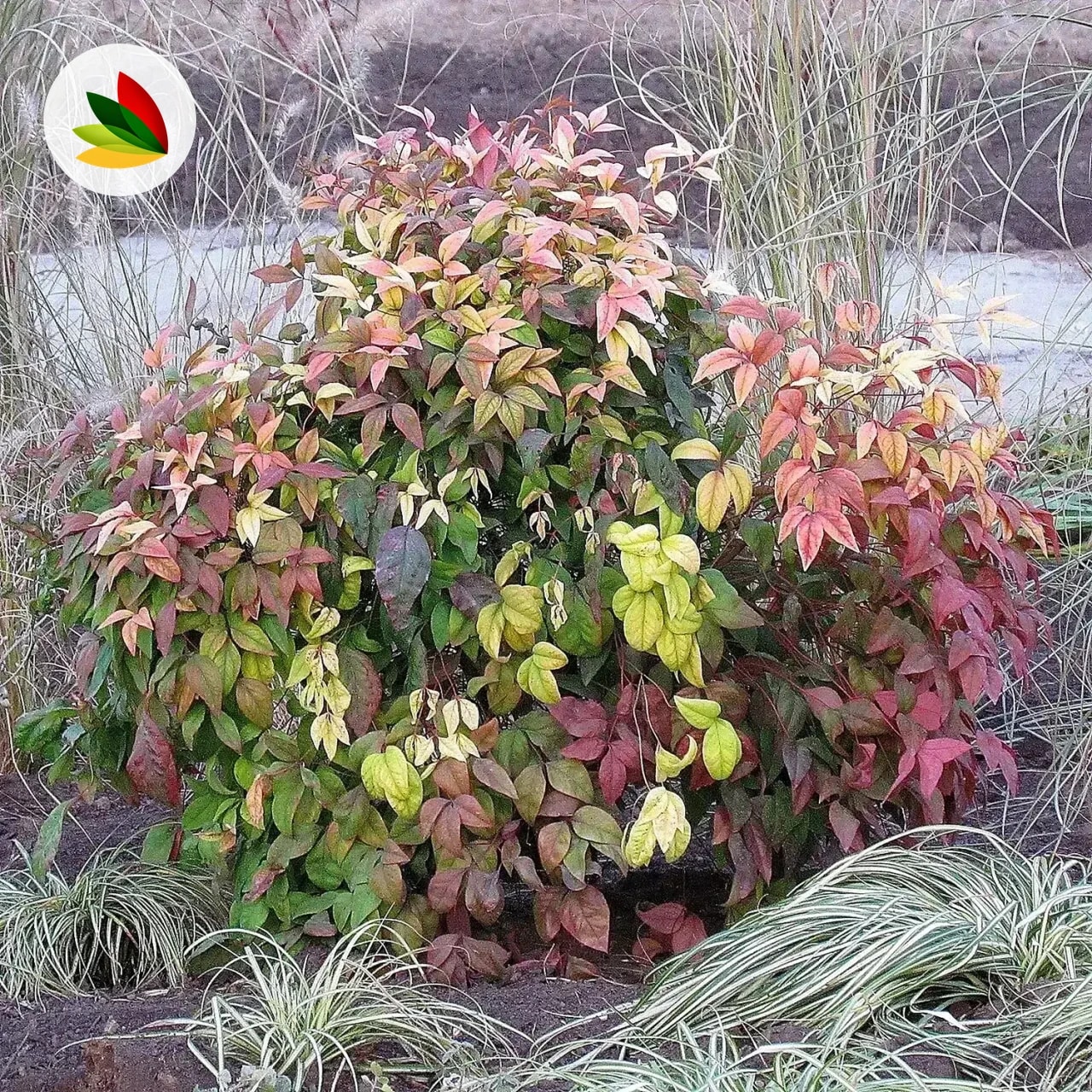 Nandina Domestica Firepower