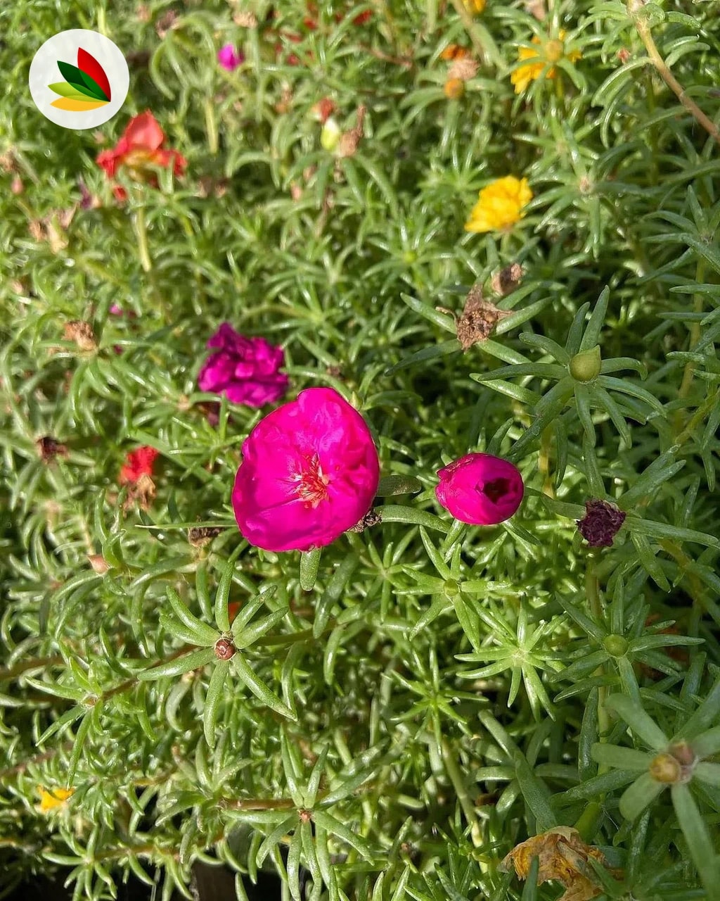 Portulaca Perenne