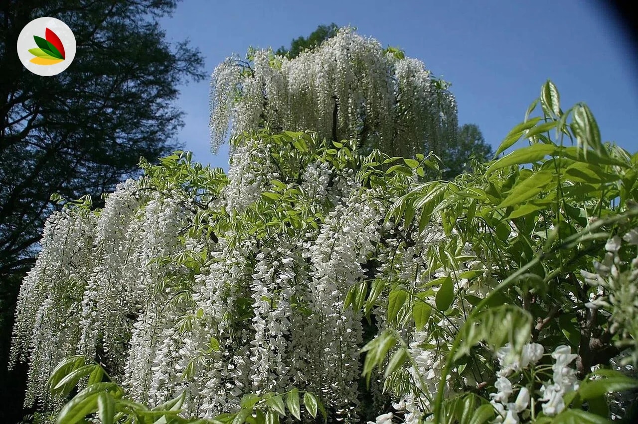 Glicina Blanca