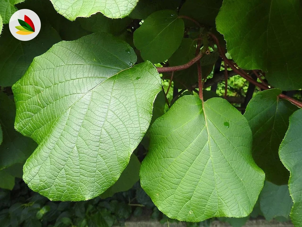 Kiwi
