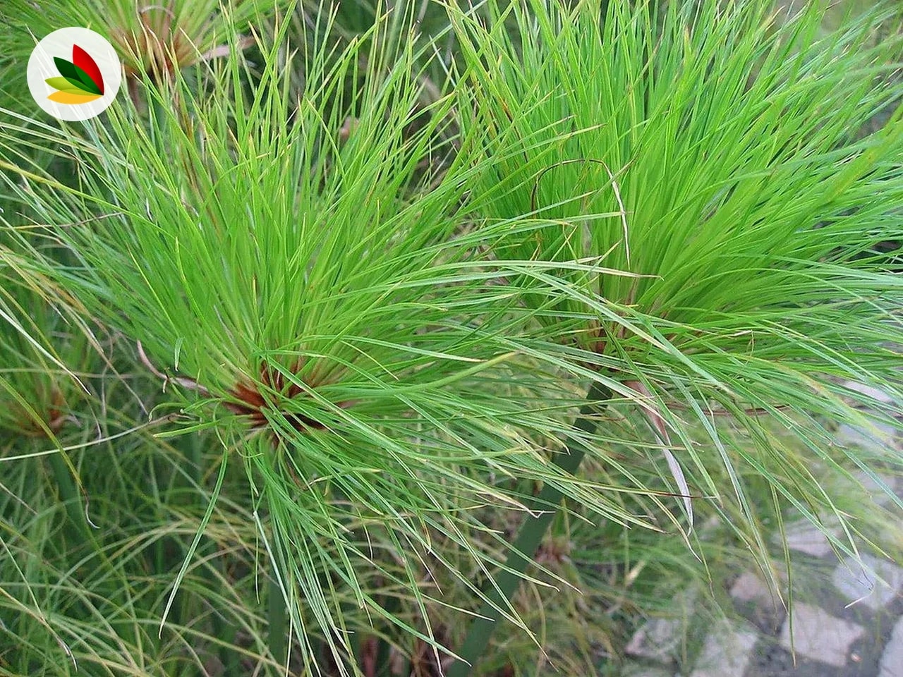 Papiro