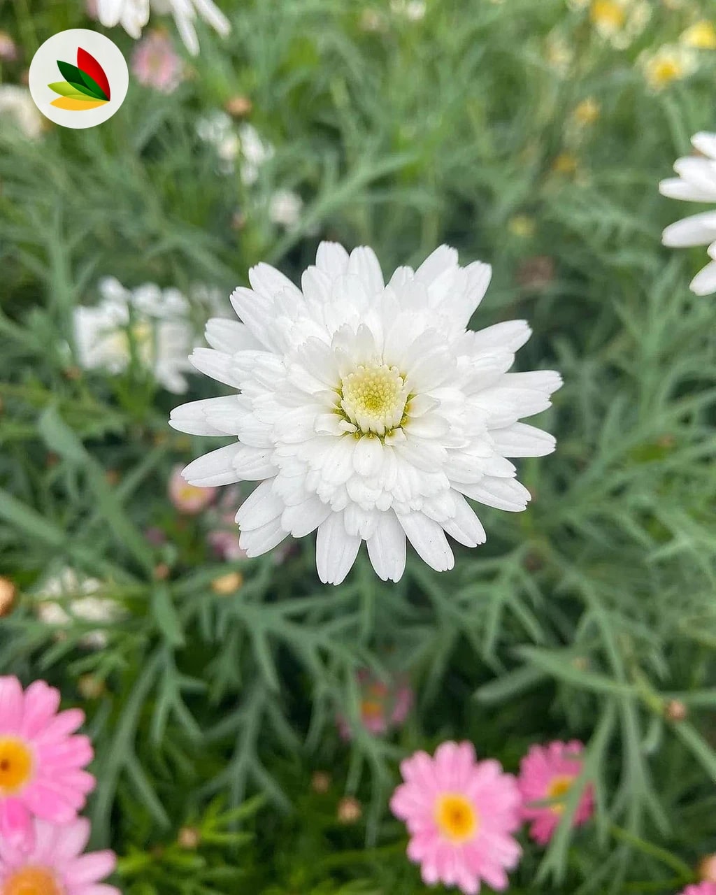 Margarita