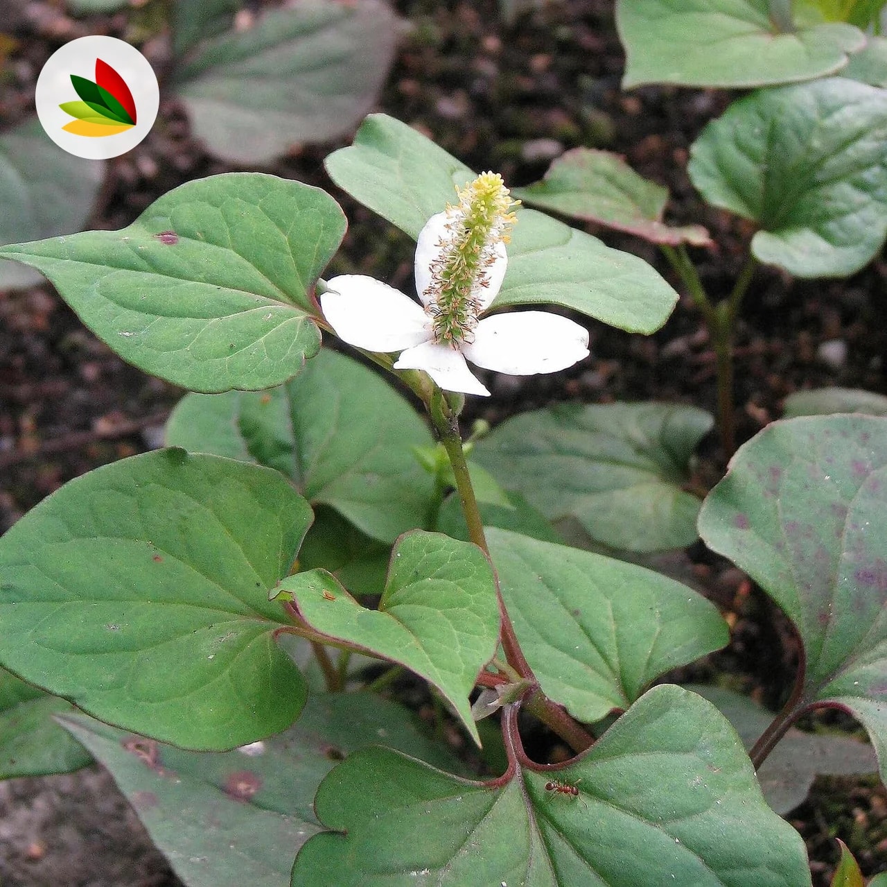 Houttuynia Cordata