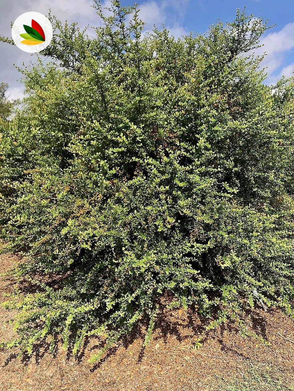 Pyracantha Crataegus